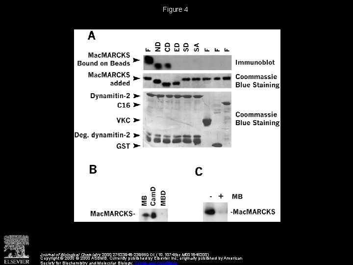 Figure 4 Journal of Biological Chemistry 2000 27523948 -23956 DOI: (10. 1074/jbc. M 001845200)