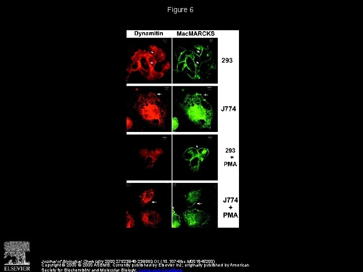 Figure 6 Journal of Biological Chemistry 2000 27523948 -23956 DOI: (10. 1074/jbc. M 001845200)