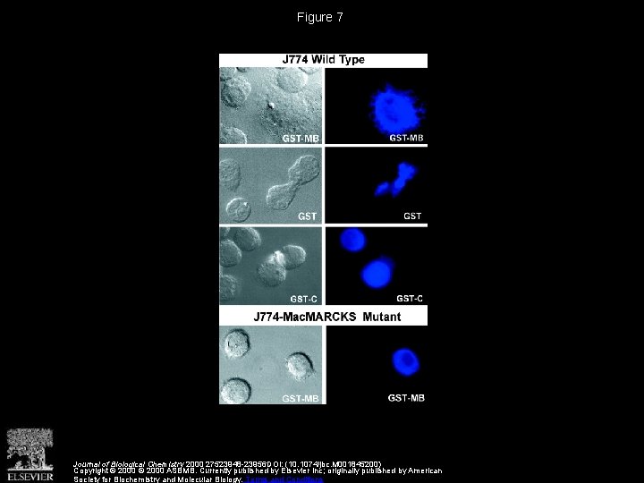 Figure 7 Journal of Biological Chemistry 2000 27523948 -23956 DOI: (10. 1074/jbc. M 001845200)