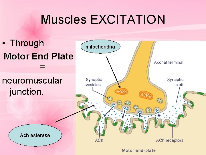 Muscles EXCITATION • Through Motor End Plate = neuromuscular junction. Ach esterase mitochondria 