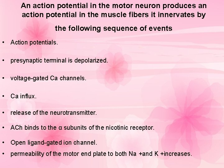 An action potential in the motor neuron produces an action potential in the muscle