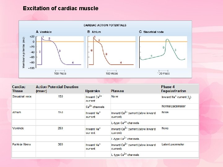 Excitation of cardiac muscle 