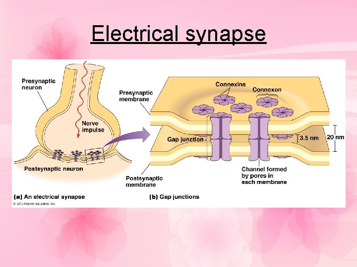 Electrical synapse 