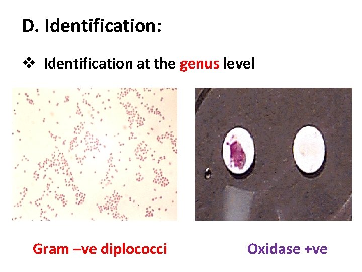 D. Identification: v Identification at the genus level Gram –ve diplococci Oxidase +ve 