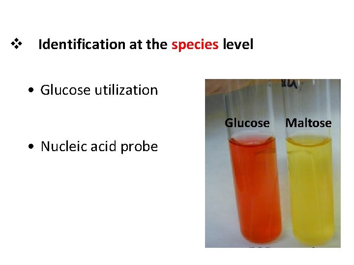v Identification at the species level • Glucose utilization Glucose • Nucleic acid probe