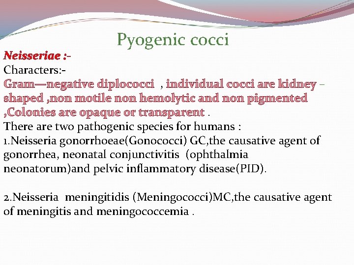 Pyogenic cocci Neisseriae : Characters: Gram—negative diplococci , individual cocci are kidney – shaped