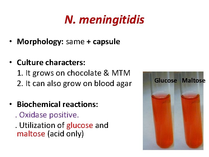 N. meningitidis • Morphology: same + capsule • Culture characters: 1. It grows on