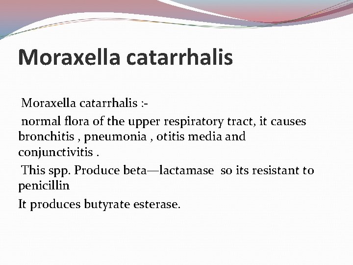 Moraxella catarrhalis : normal flora of the upper respiratory tract, it causes bronchitis ,