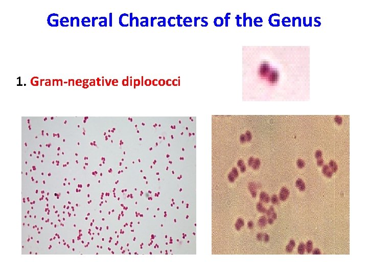 General Characters of the Genus 1. Gram-negative diplococci 