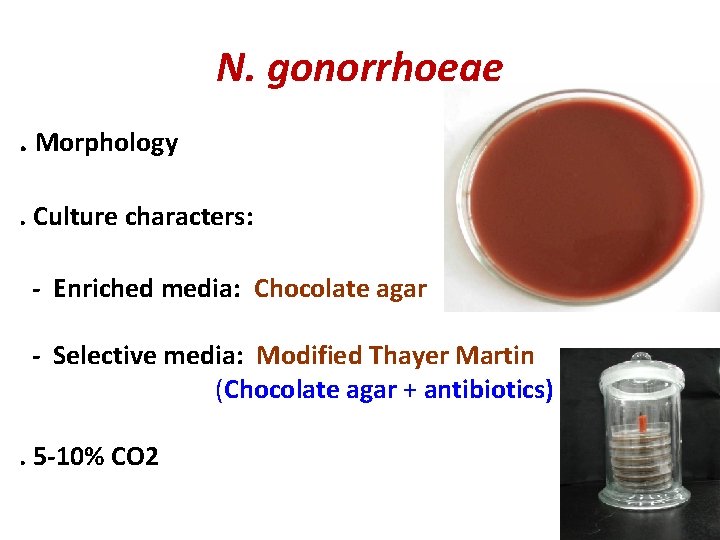 N. gonorrhoeae. Morphology. Culture characters: - Enriched media: Chocolate agar - Selective media: Modified