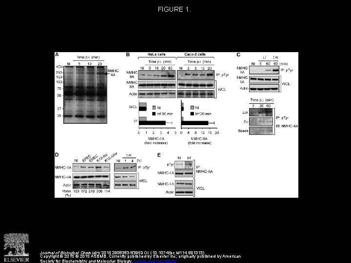 FIGURE 1. Journal of Biological Chemistry 2015 2908383 -8395 DOI: (10. 1074/jbc. M 114.