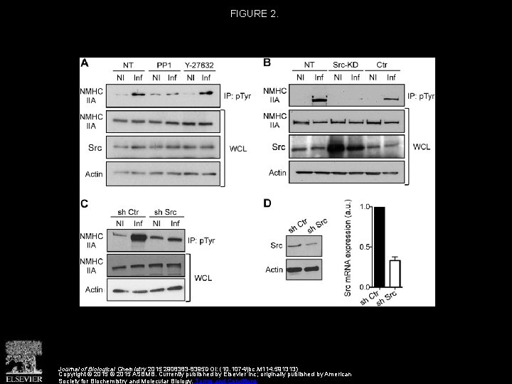 FIGURE 2. Journal of Biological Chemistry 2015 2908383 -8395 DOI: (10. 1074/jbc. M 114.