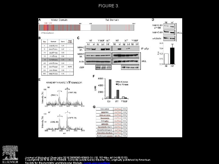 FIGURE 3. Journal of Biological Chemistry 2015 2908383 -8395 DOI: (10. 1074/jbc. M 114.