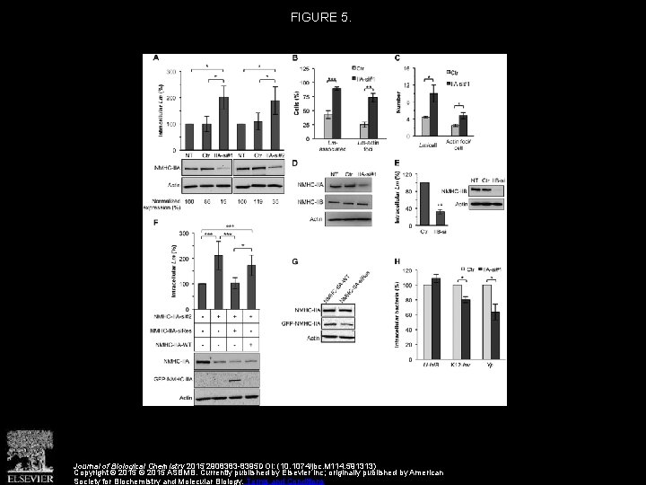 FIGURE 5. Journal of Biological Chemistry 2015 2908383 -8395 DOI: (10. 1074/jbc. M 114.