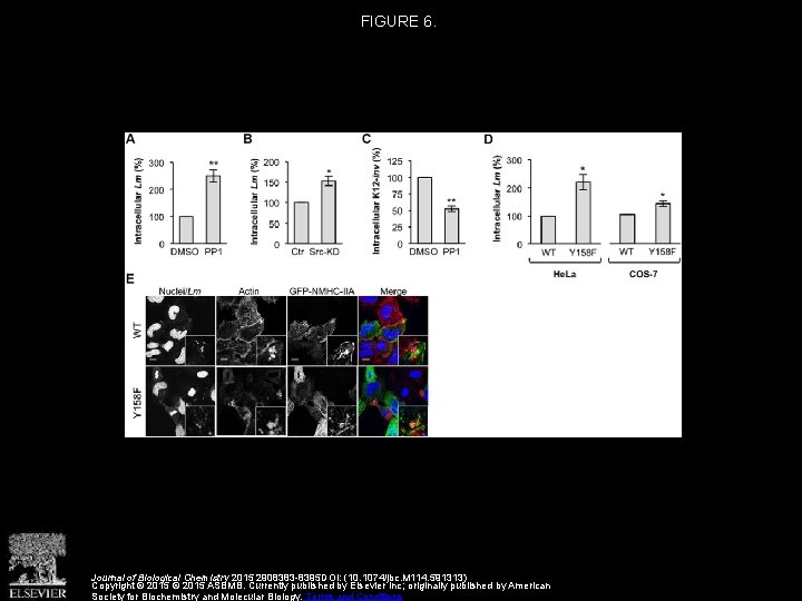 FIGURE 6. Journal of Biological Chemistry 2015 2908383 -8395 DOI: (10. 1074/jbc. M 114.