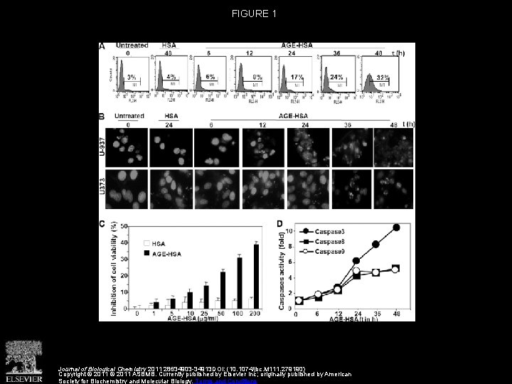 FIGURE 1 Journal of Biological Chemistry 2011 28634903 -34913 DOI: (10. 1074/jbc. M 111.