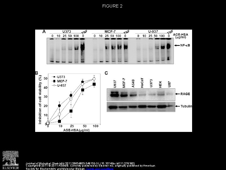 FIGURE 2 Journal of Biological Chemistry 2011 28634903 -34913 DOI: (10. 1074/jbc. M 111.