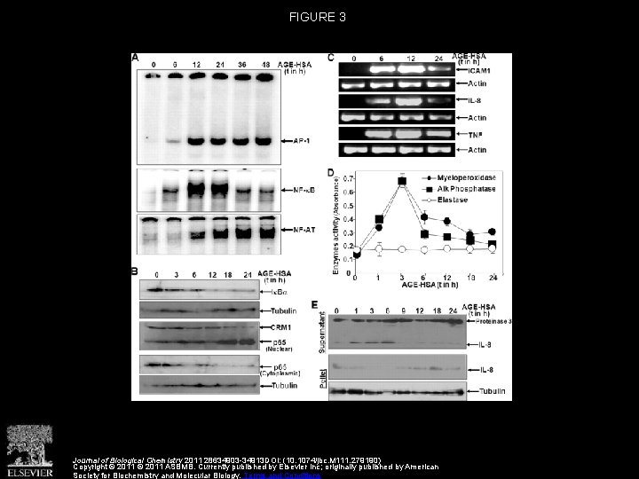 FIGURE 3 Journal of Biological Chemistry 2011 28634903 -34913 DOI: (10. 1074/jbc. M 111.