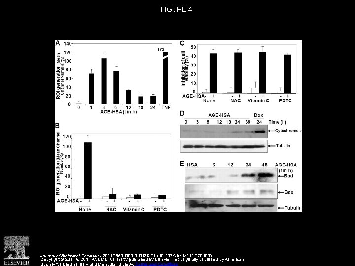 FIGURE 4 Journal of Biological Chemistry 2011 28634903 -34913 DOI: (10. 1074/jbc. M 111.