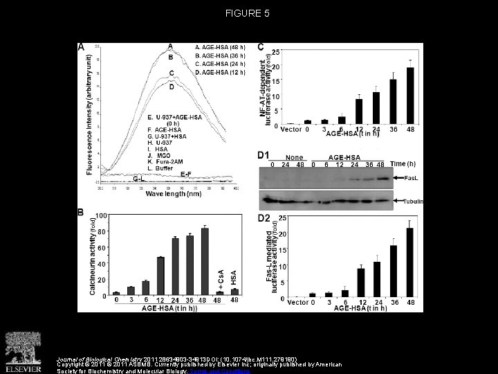 FIGURE 5 Journal of Biological Chemistry 2011 28634903 -34913 DOI: (10. 1074/jbc. M 111.