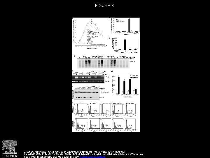 FIGURE 6 Journal of Biological Chemistry 2011 28634903 -34913 DOI: (10. 1074/jbc. M 111.