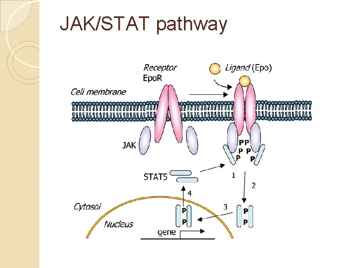 JAK/STAT pathway 