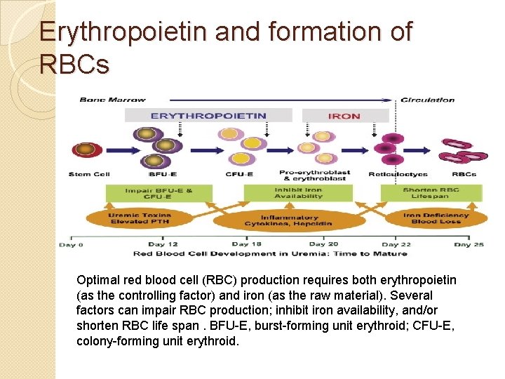 Erythropoietin and formation of RBCs Optimal red blood cell (RBC) production requires both erythropoietin