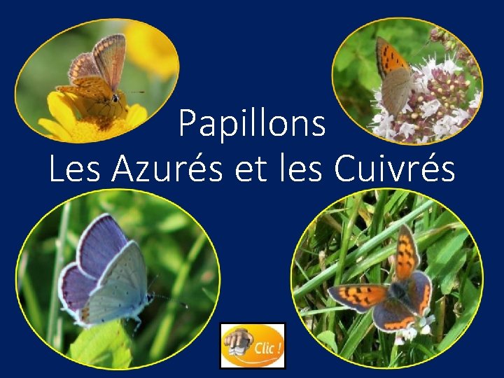 Papillons Les Azurés et les Cuivrés 