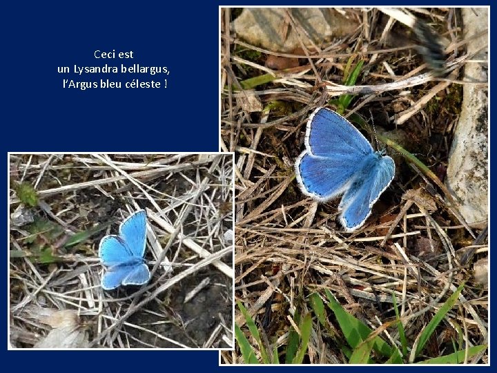 Ceci est un Lysandra bellargus, l’Argus bleu céleste ! 