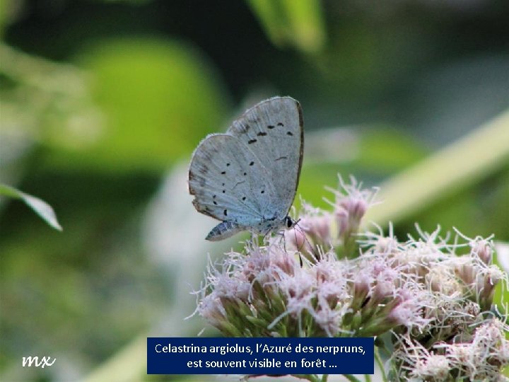 Celastrina argiolus, l’Azuré des nerpruns, est souvent visible en forêt … 