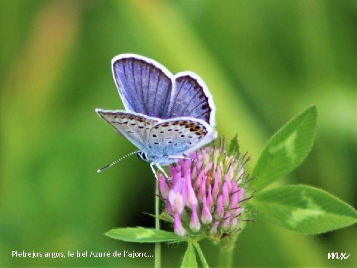 Plebejus argus, le bel Azuré de l’ajonc… 