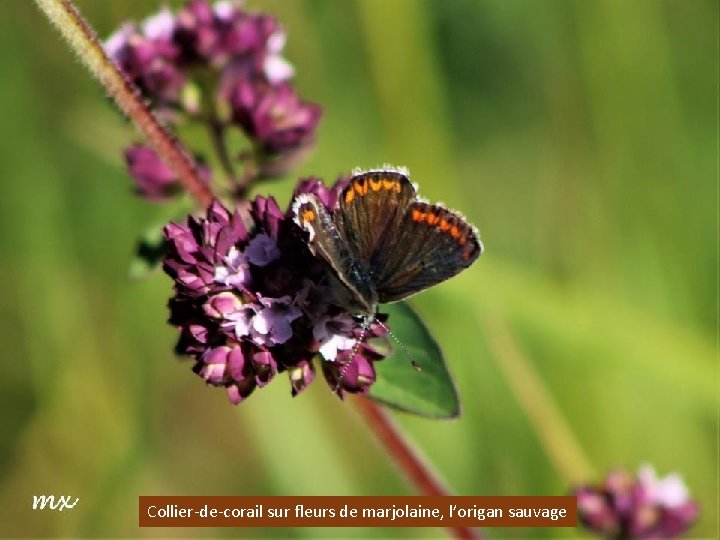 Collier-de-corail sur fleurs de marjolaine, l’origan sauvage 