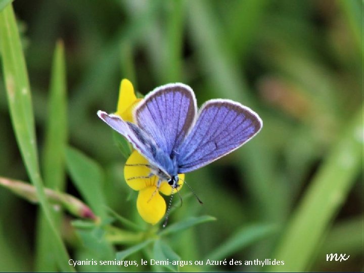 Cyaniris semiargus, le Demi-argus ou Azuré des anthyllides 