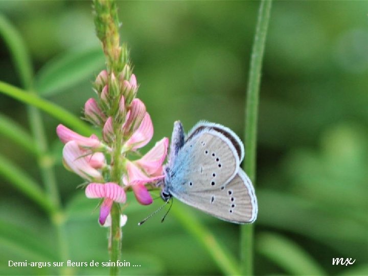 Demi-argus sur fleurs de sainfoin …. 