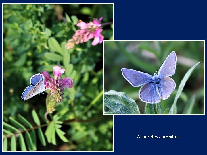 Azuré des coronilles 