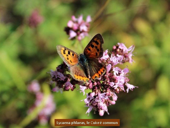 Lycaena phlaeas, le Cuivré commun 