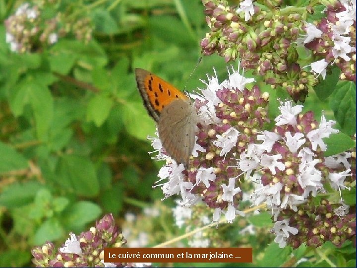 Le cuivré commun et la marjolaine … 