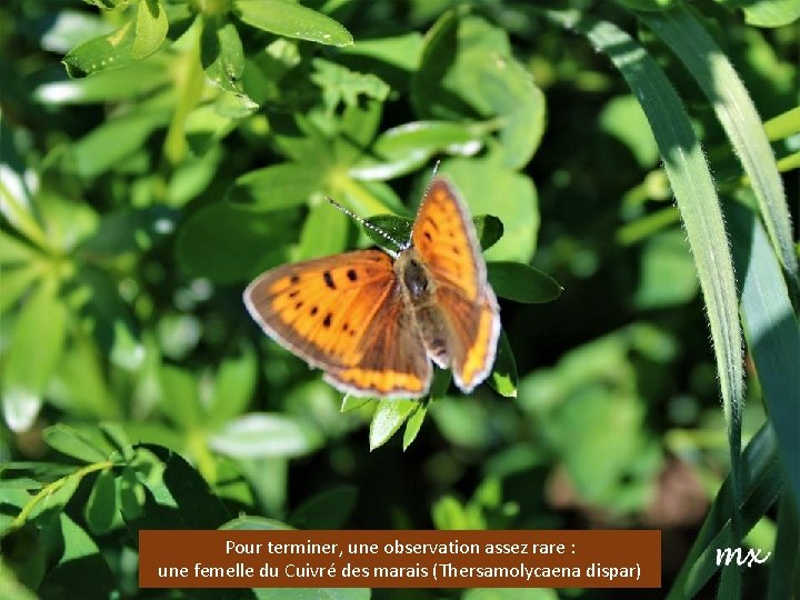 Pour terminer, une observation assez rare : une femelle du Cuivré des marais (Thersamolycaena