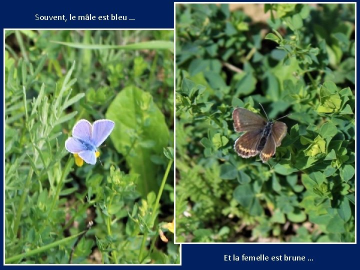 Souvent, le mâle est bleu … Et la femelle est brune … 