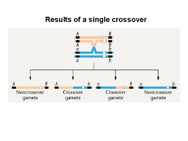 Results of a single crossover 