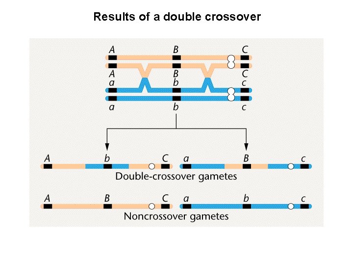 Results of a double crossover 