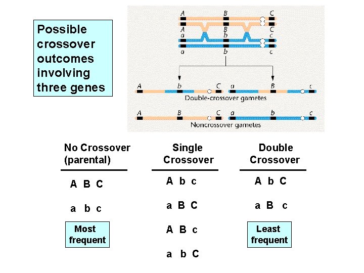 Possible crossover outcomes involving three genes No Crossover (parental) Single Crossover Double Crossover A