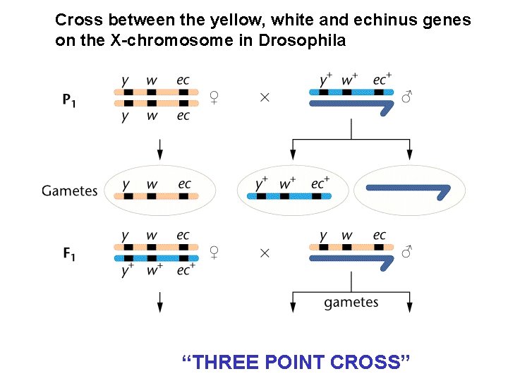 Cross between the yellow, white and echinus genes on the X-chromosome in Drosophila “THREE