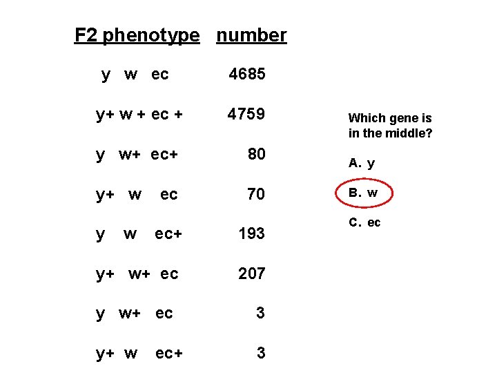 F 2 phenotype number y w ec 4685 y+ w + ec + 4759