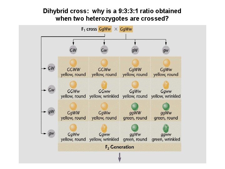 Dihybrid cross: why is a 9: 3: 3: 1 ratio obtained when two heterozygotes