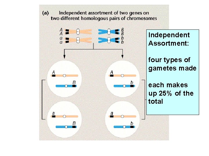 Independent Assortment: four types of gametes made each makes up 25% of the total