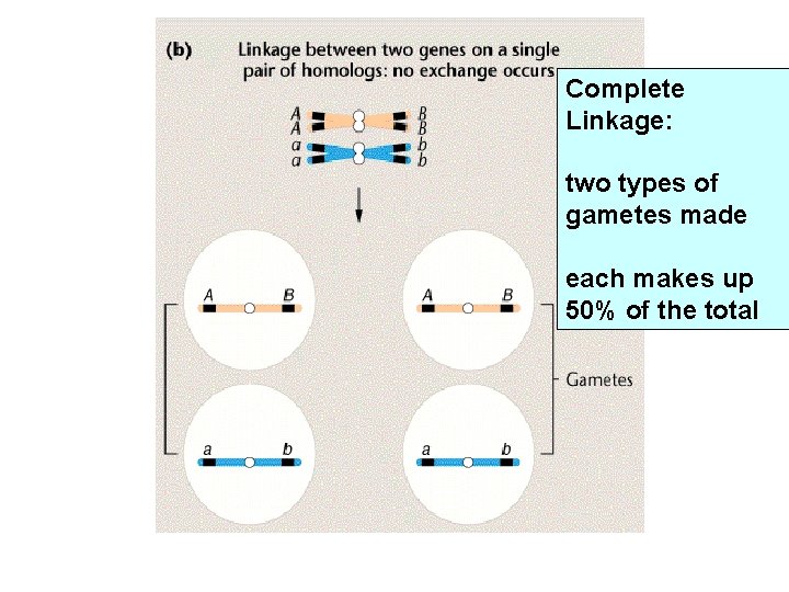 Complete Linkage: two types of gametes made each makes up 50% of the total