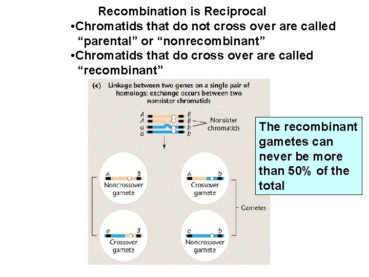 Recombination is Reciprocal • Chromatids that do not cross over are called “parental” or