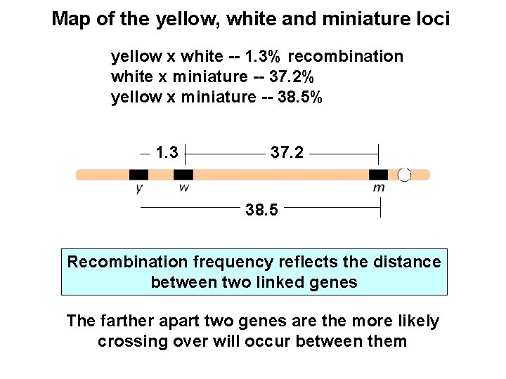 Map of the yellow, white and miniature loci yellow x white -- 1. 3%