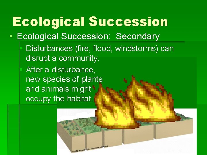 Ecological Succession § Ecological Succession: Secondary § Disturbances (fire, flood, windstorms) can disrupt a